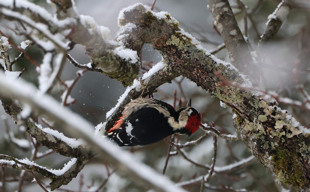 Necklaced Woodpecker - ML645056409
