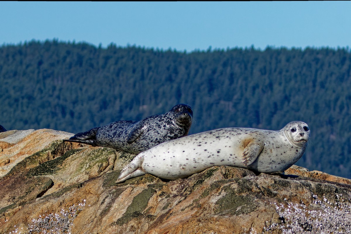 Harbor Seal - ML645056429