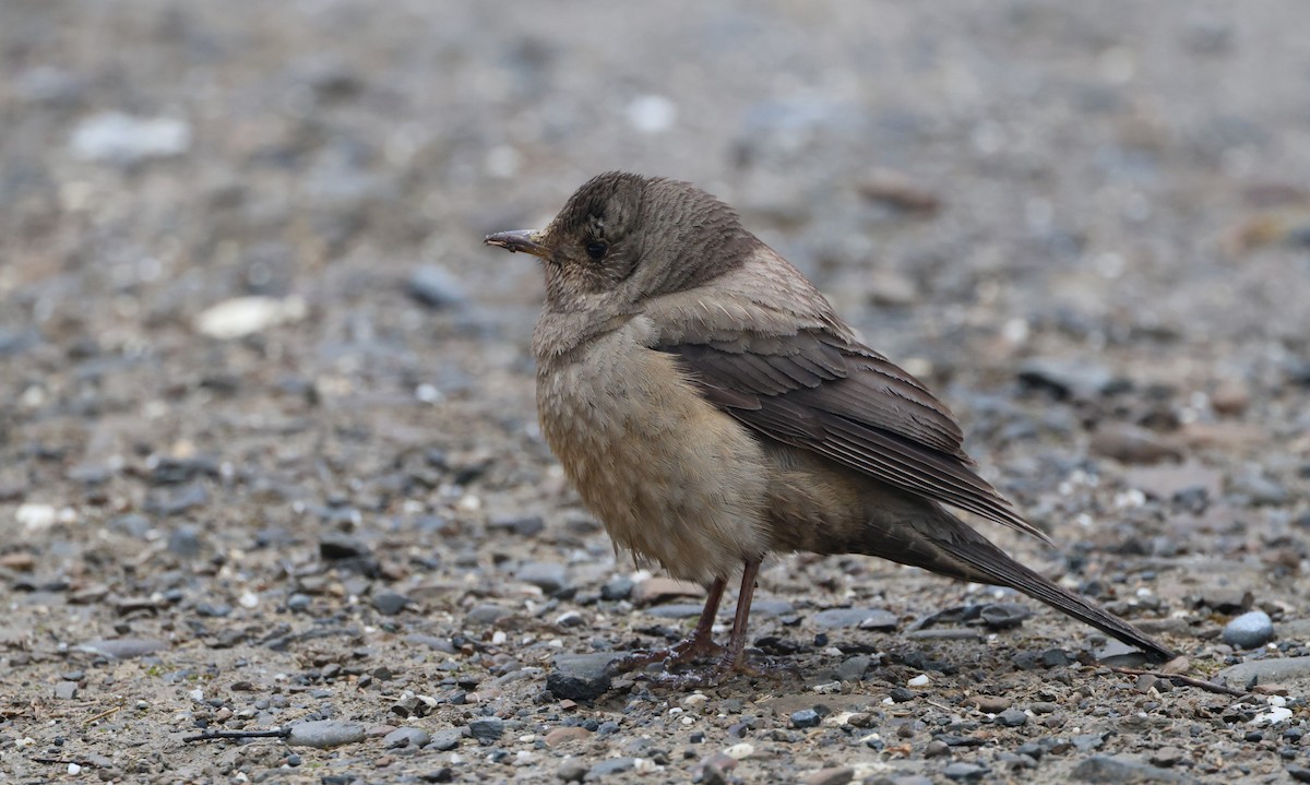 rododendrontrost - ML645056442