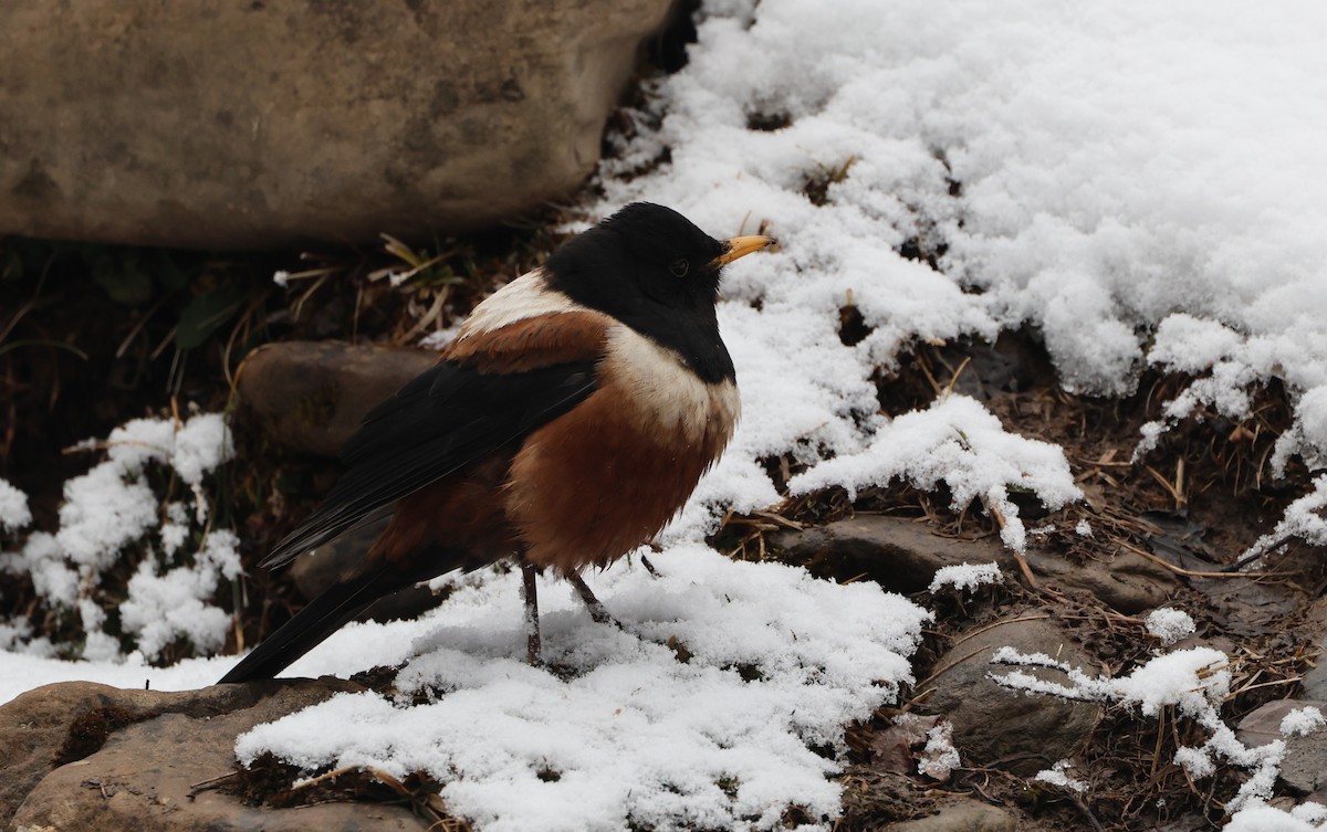 rododendrontrost - ML645056444