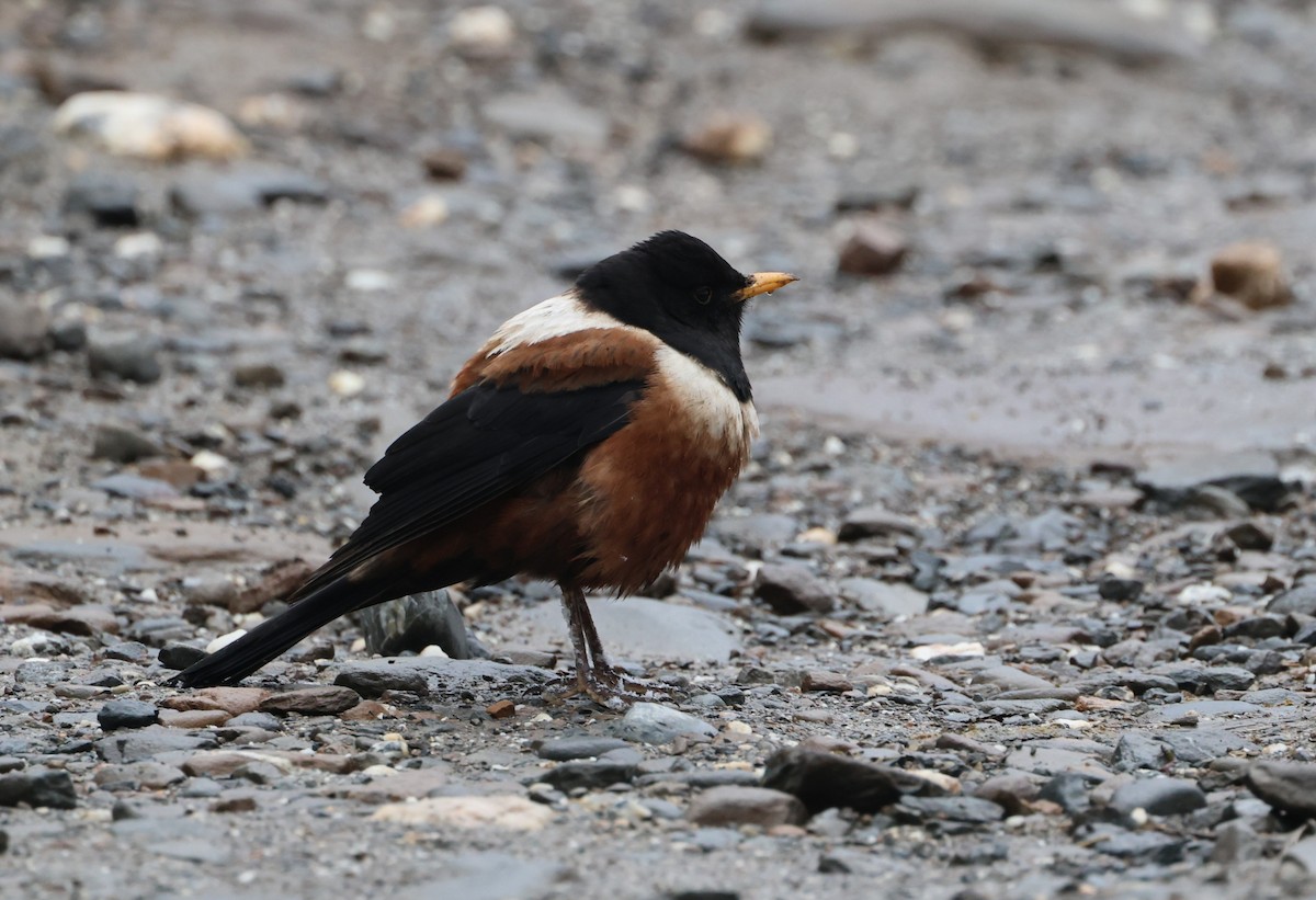 rododendrontrost - ML645056445