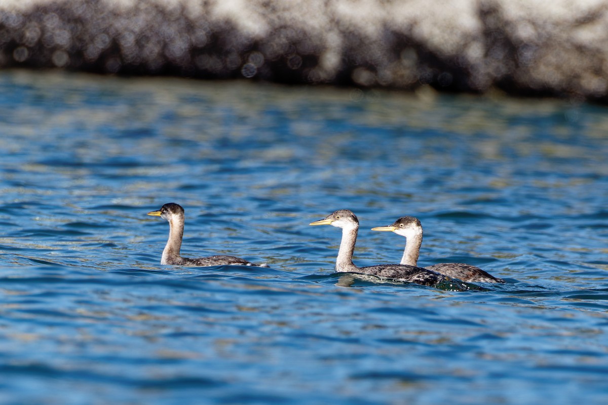 Red-necked Grebe - ML645056447