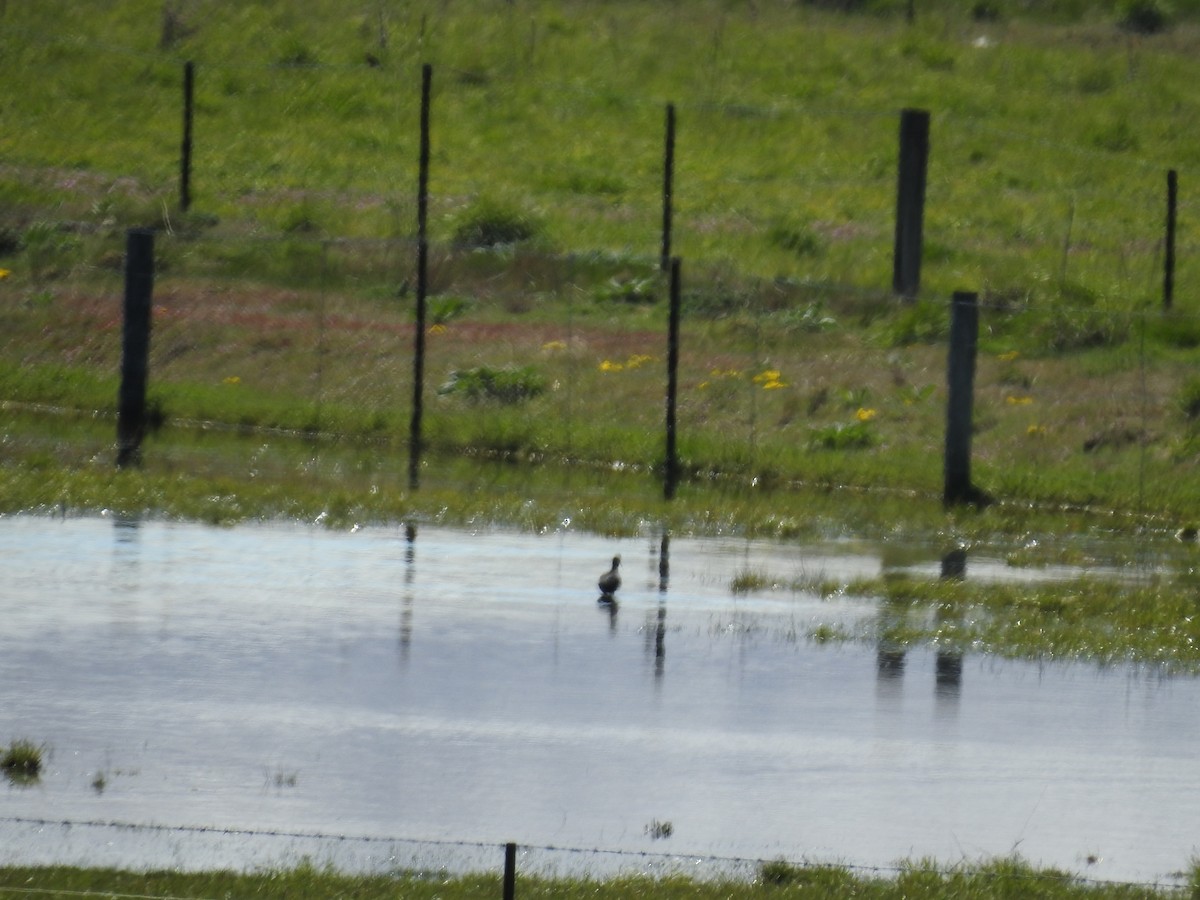 pisila černá - ML645056449