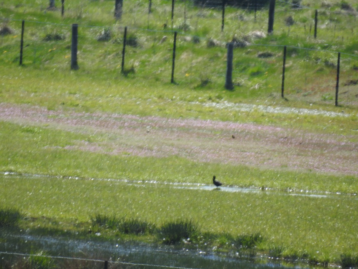 pisila černá - ML645056452