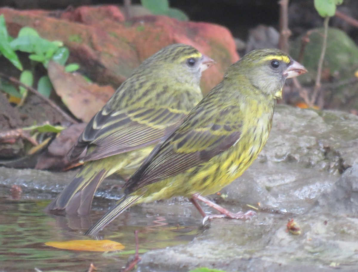 Forest Canary - ML645056461