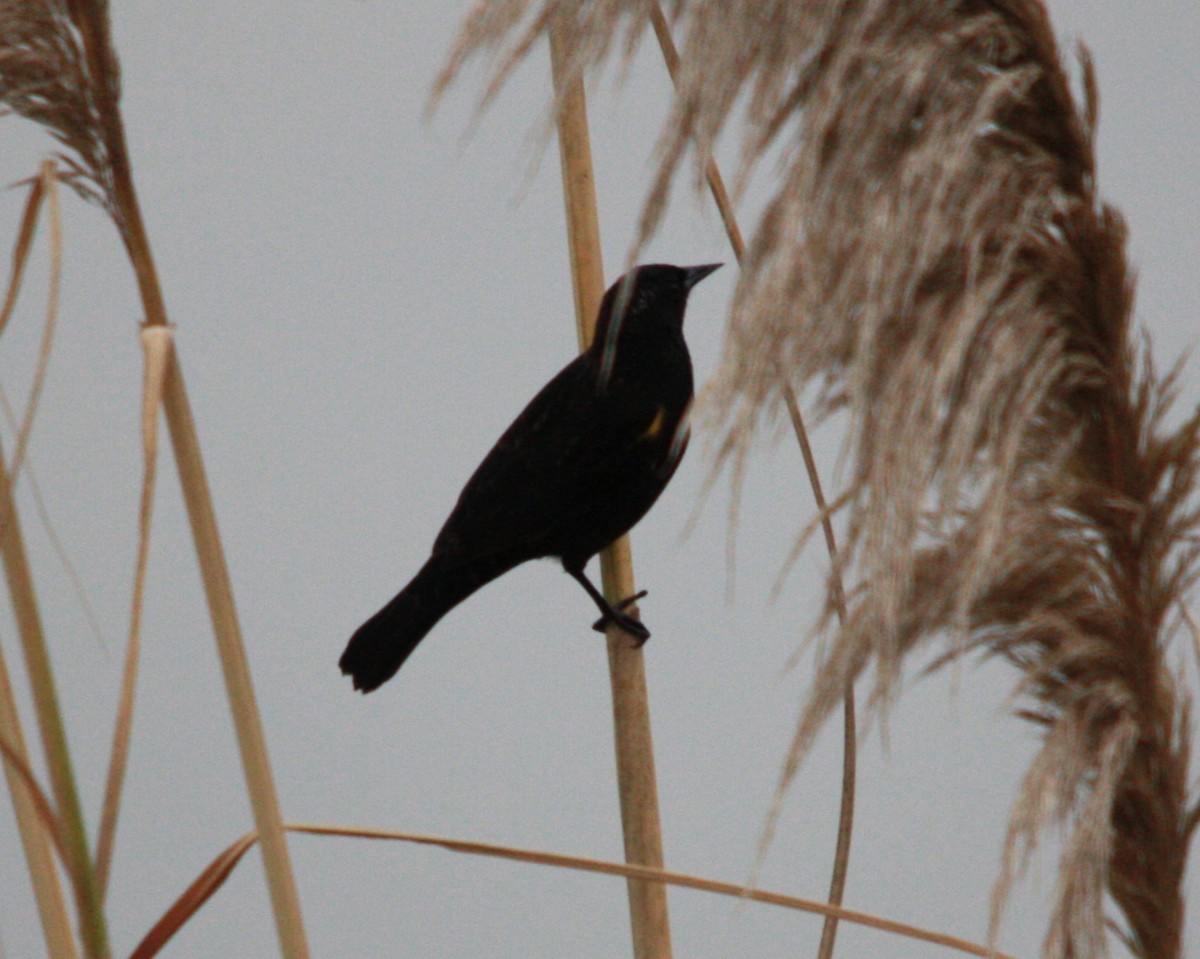 Varillero Aliamarillo - ML645056466