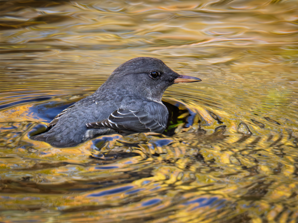 American Dipper - ML645056468