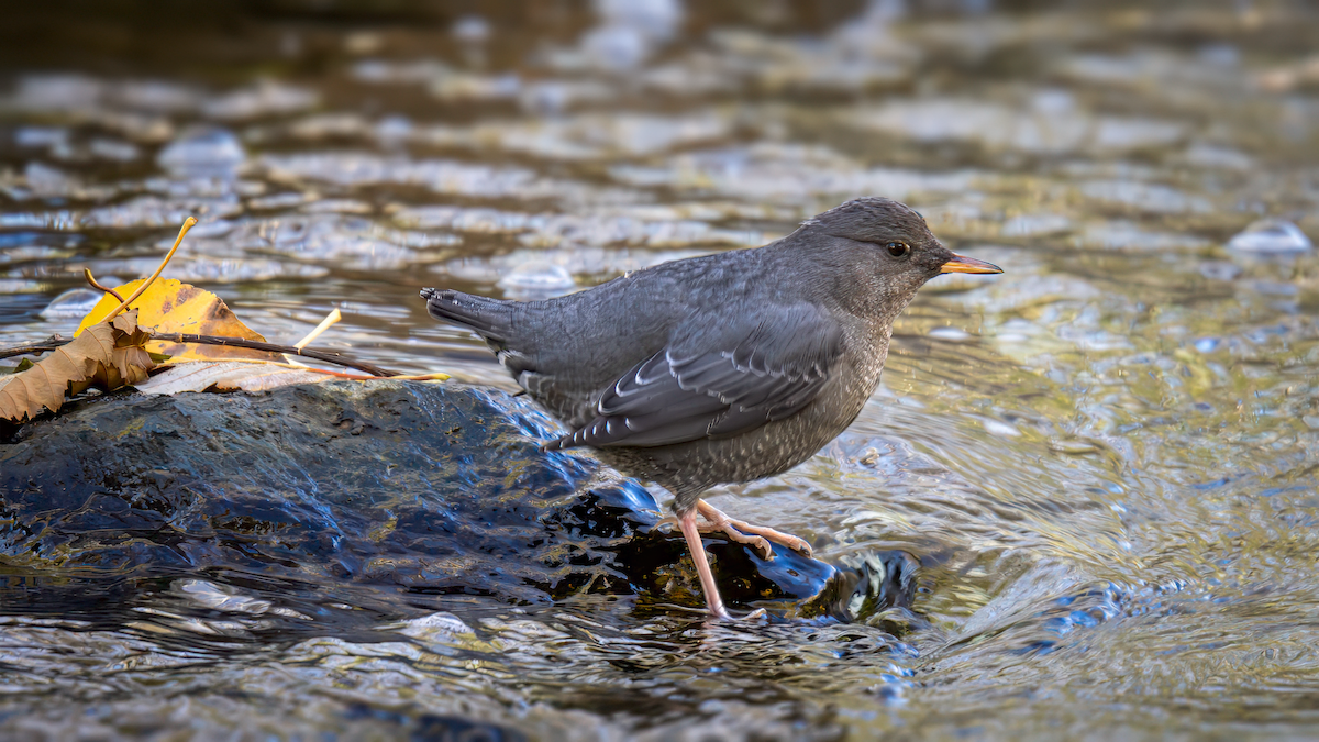 American Dipper - ML645056469