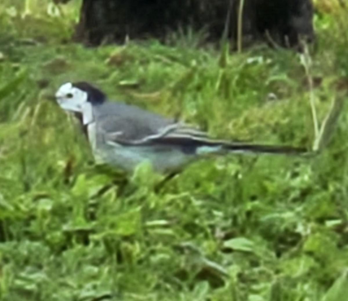 Bergeronnette grise - ML645056476