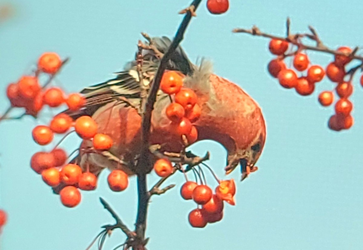 hýl křivčí - ML645056486