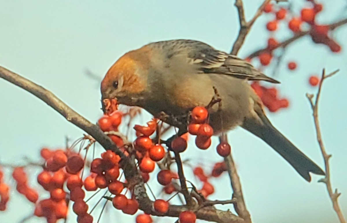 hýl křivčí - ML645056487