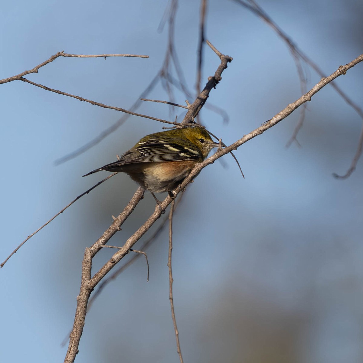 Пісняр-лісовик каштановий - ML645056496