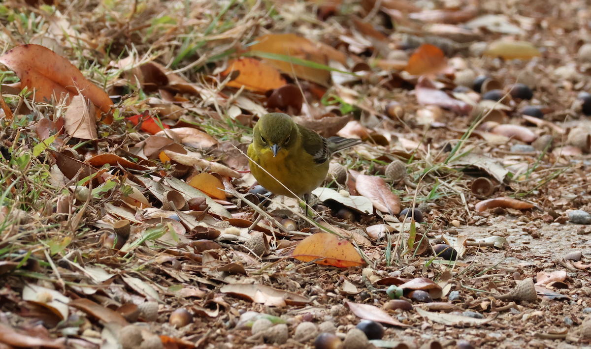 סבכון אורנים - ML645056499
