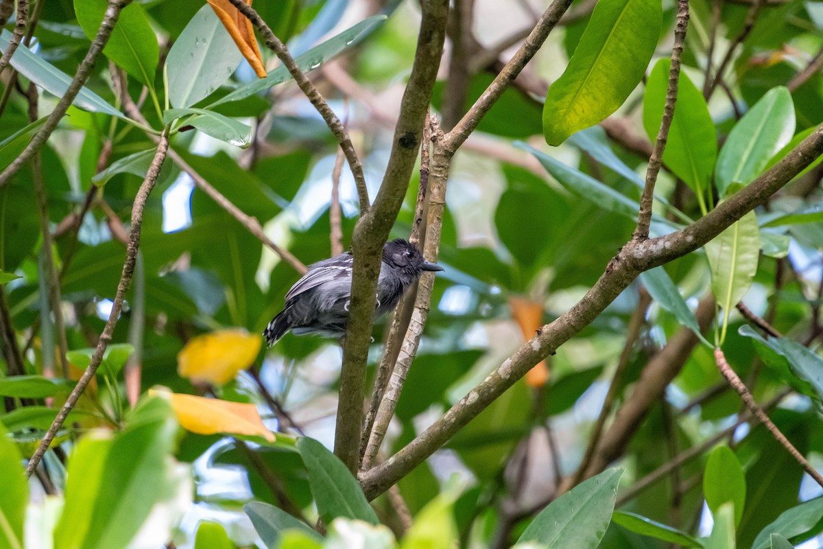 Blackish-gray Antshrike - ML645056524