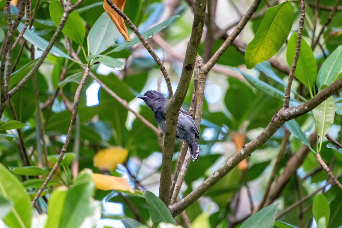 Blackish-gray Antshrike - ML645056525