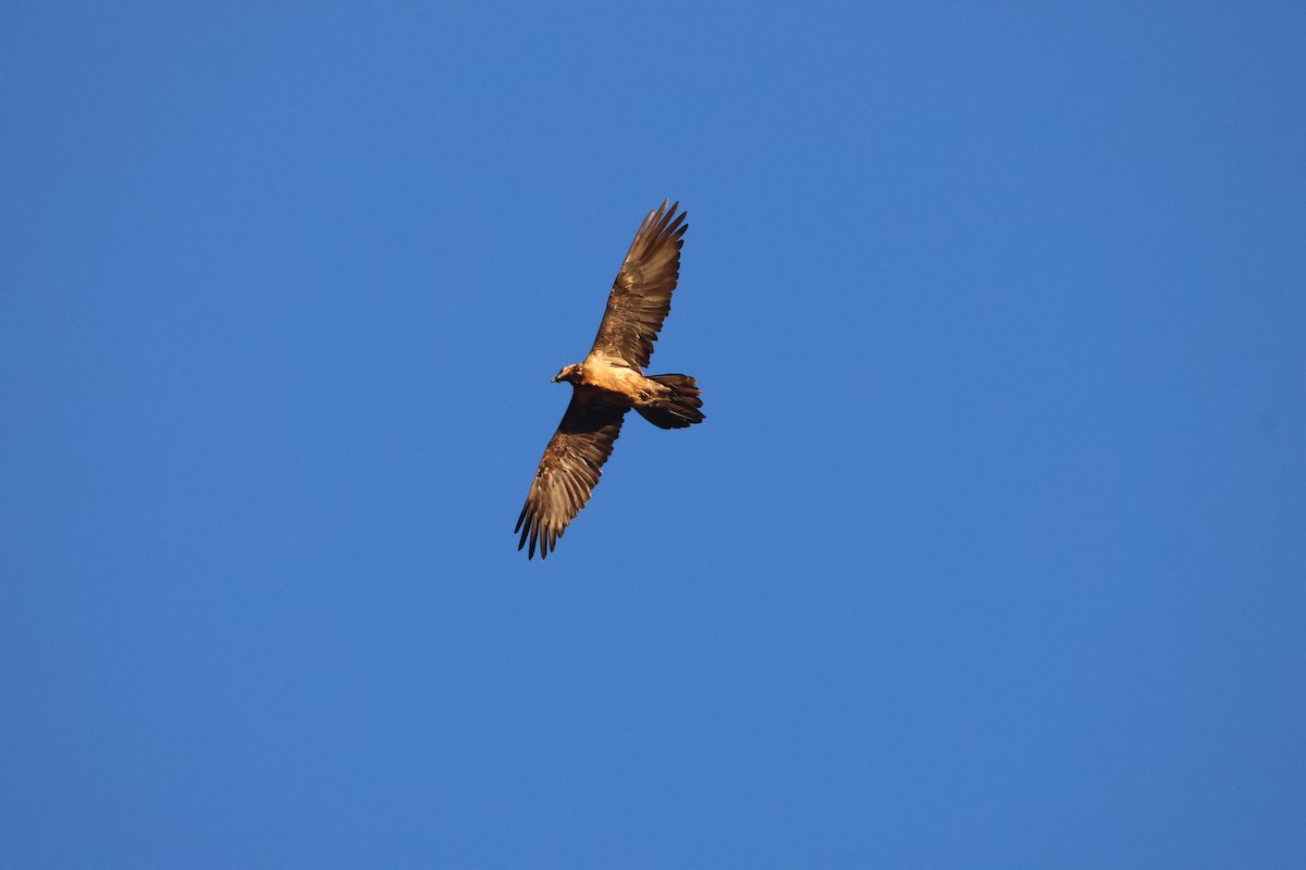 Bearded Vulture - ML645056530
