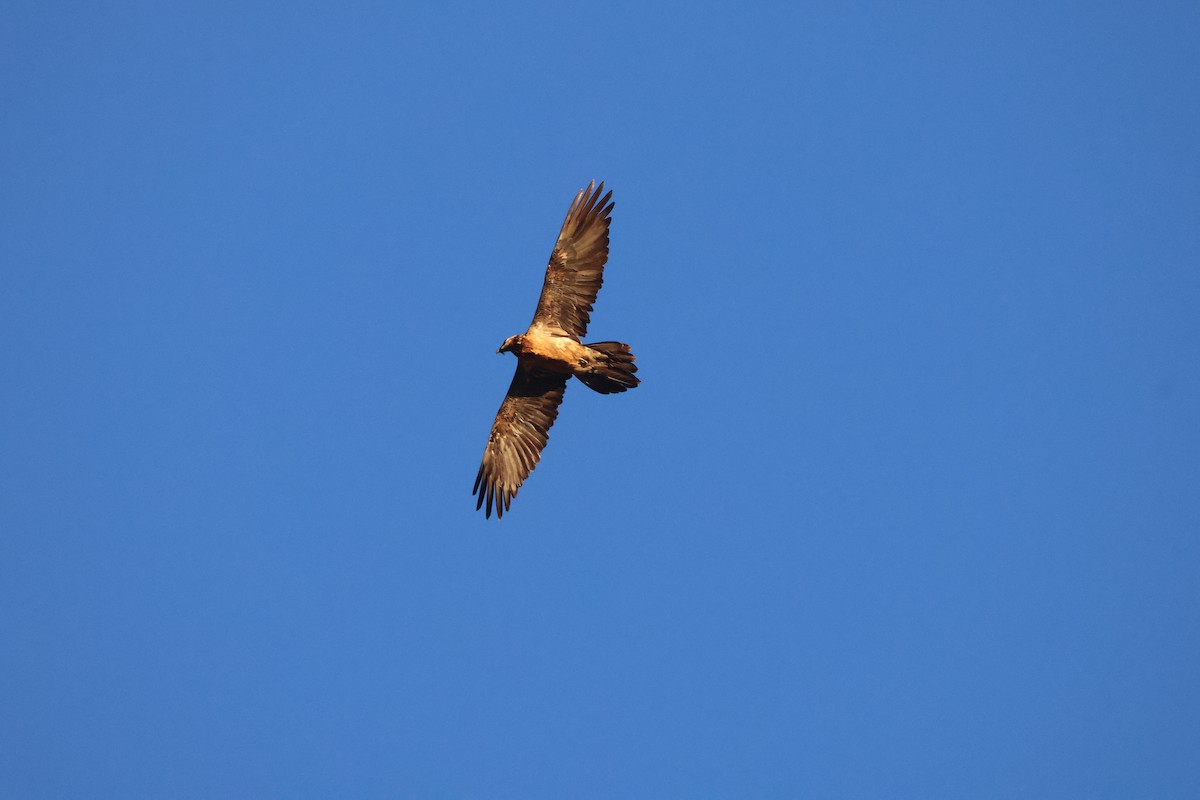 Bearded Vulture - ML645056531