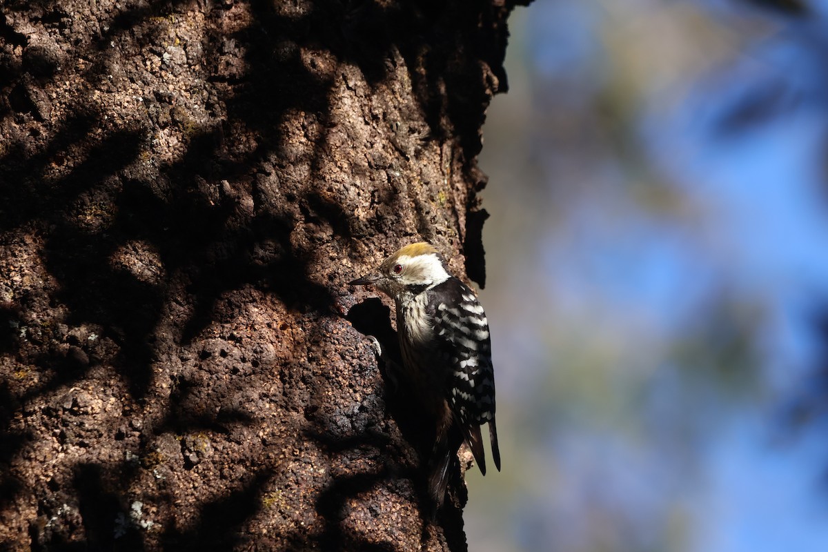 Brown-fronted Woodpecker - ML645056537