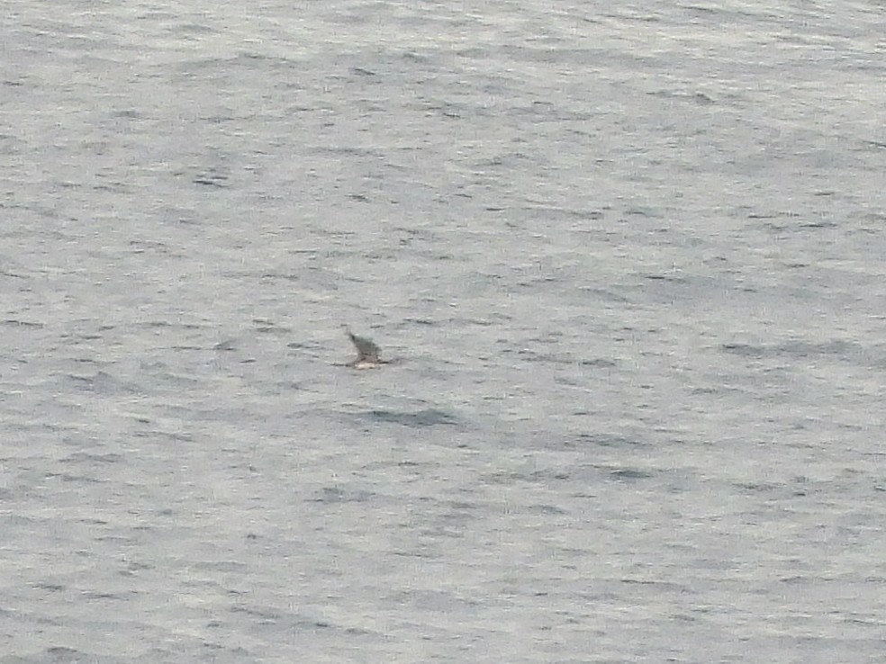 Гагара червоношия - ML645056543