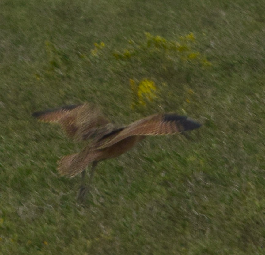 Long-billed Curlew - ML645056545
