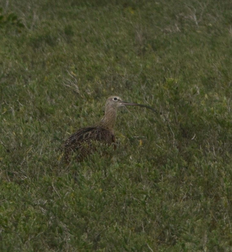 Long-billed Curlew - ML645056546