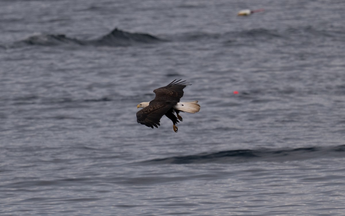 ハクトウワシ - ML645056548