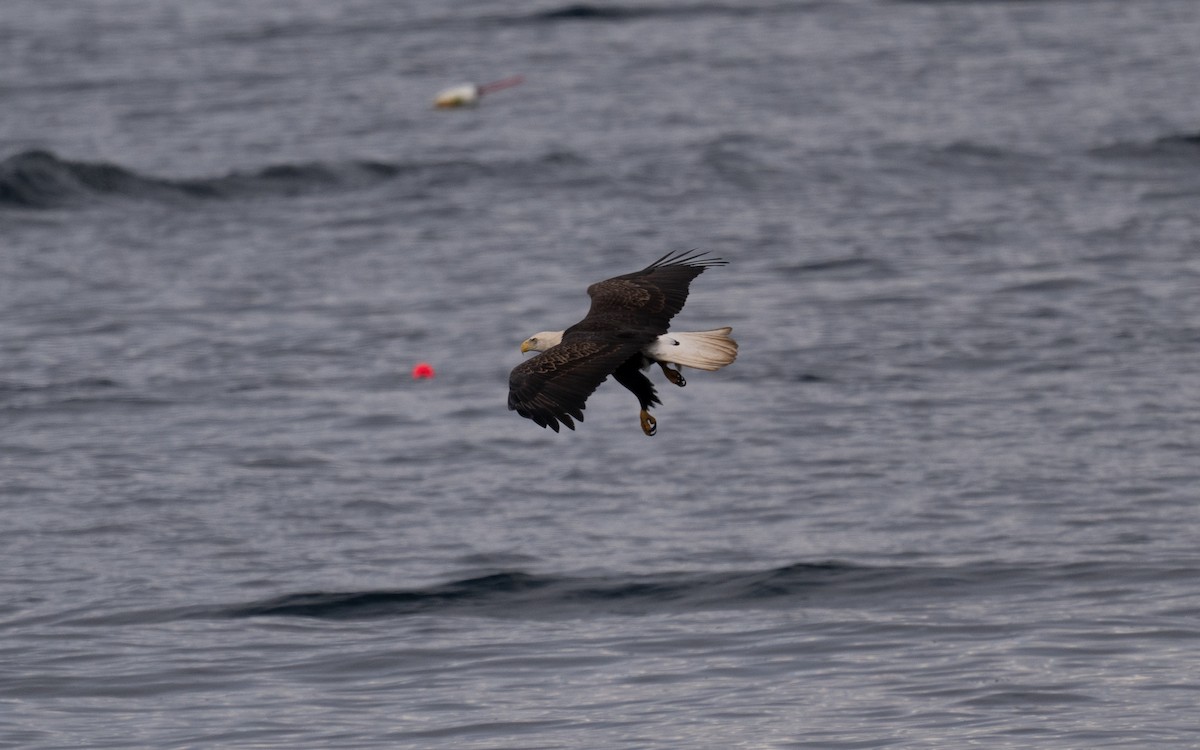 ハクトウワシ - ML645056549