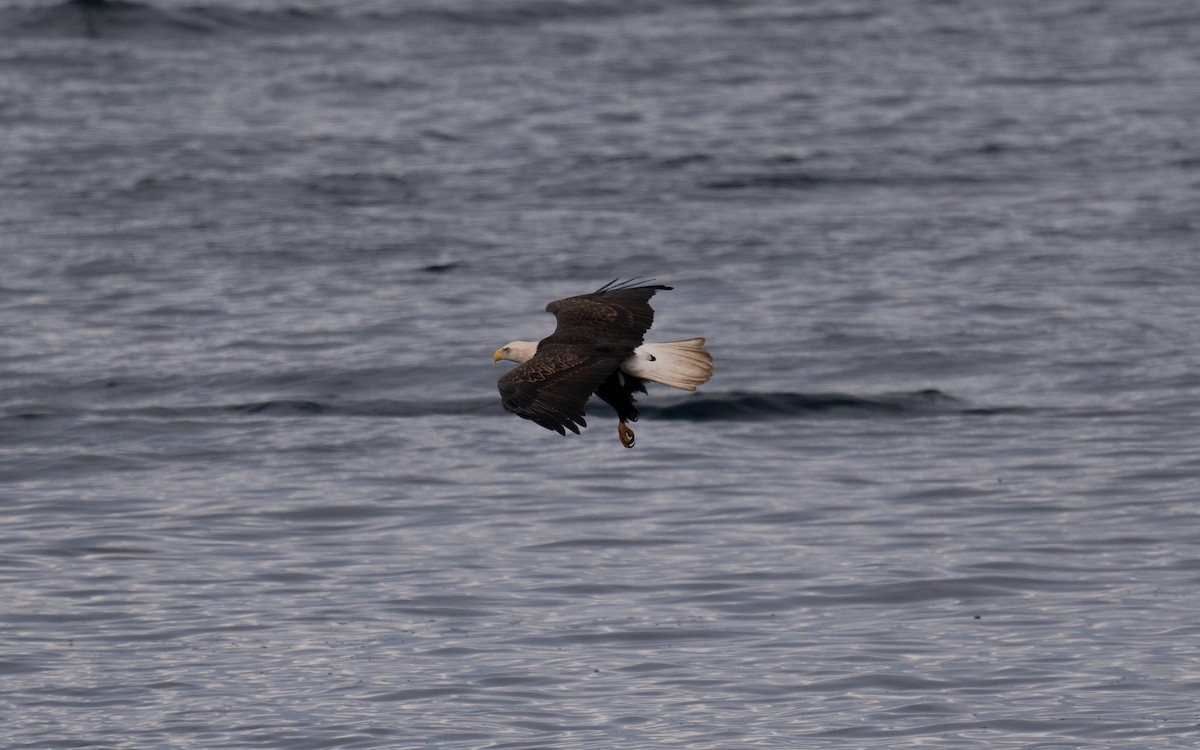 ハクトウワシ - ML645056550