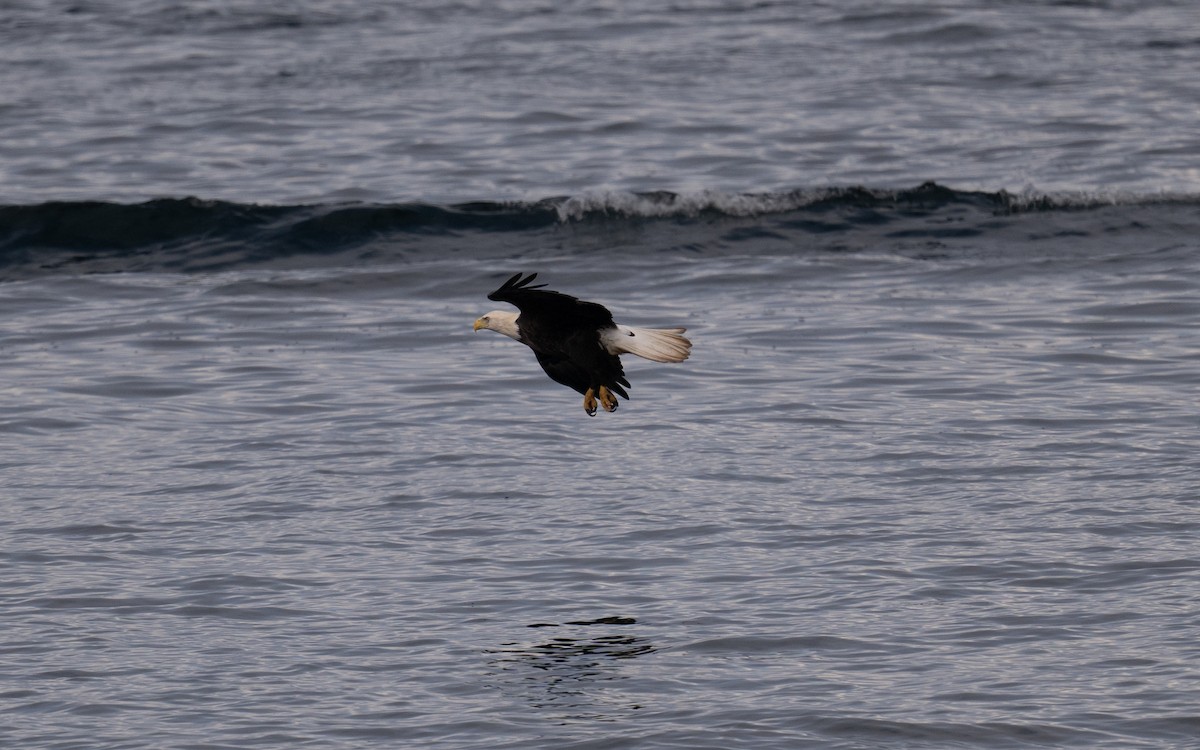 ハクトウワシ - ML645056551