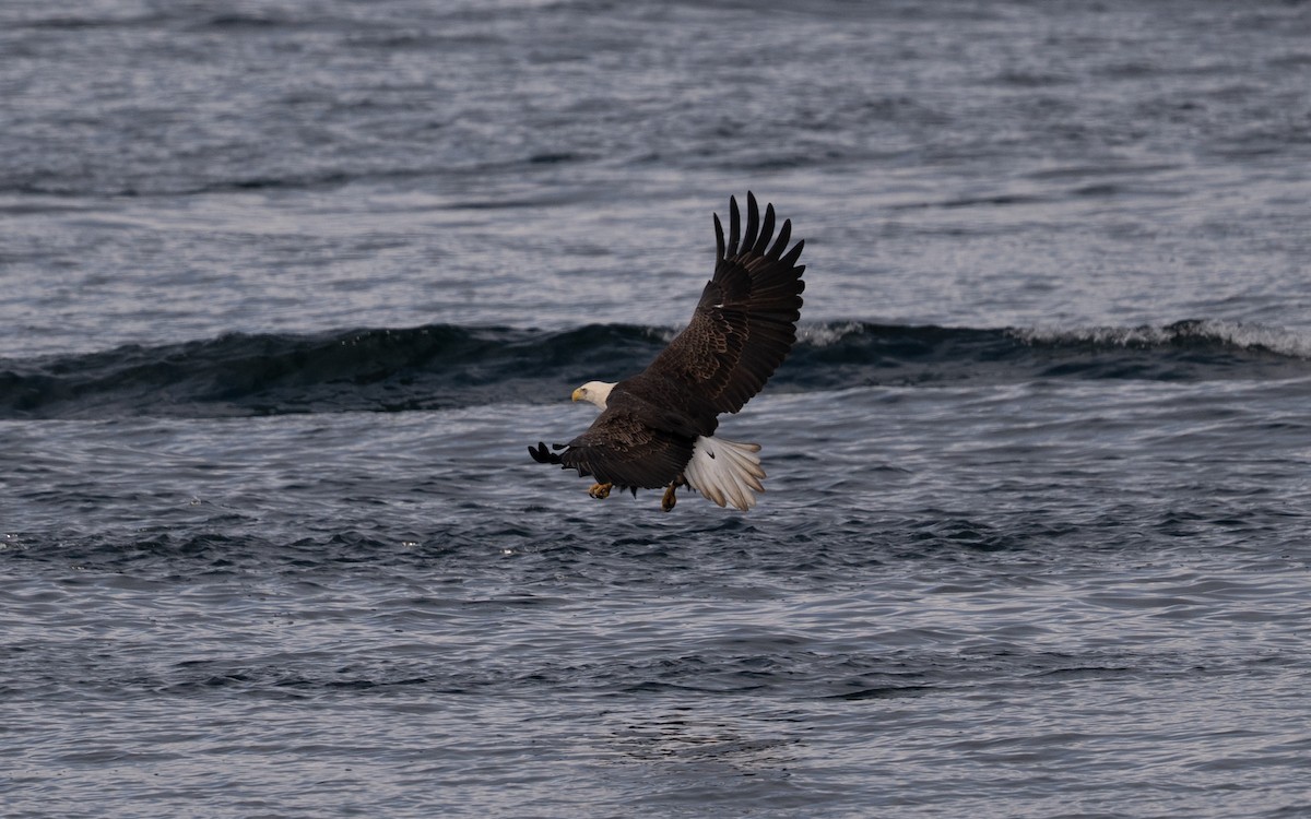 ハクトウワシ - ML645056552