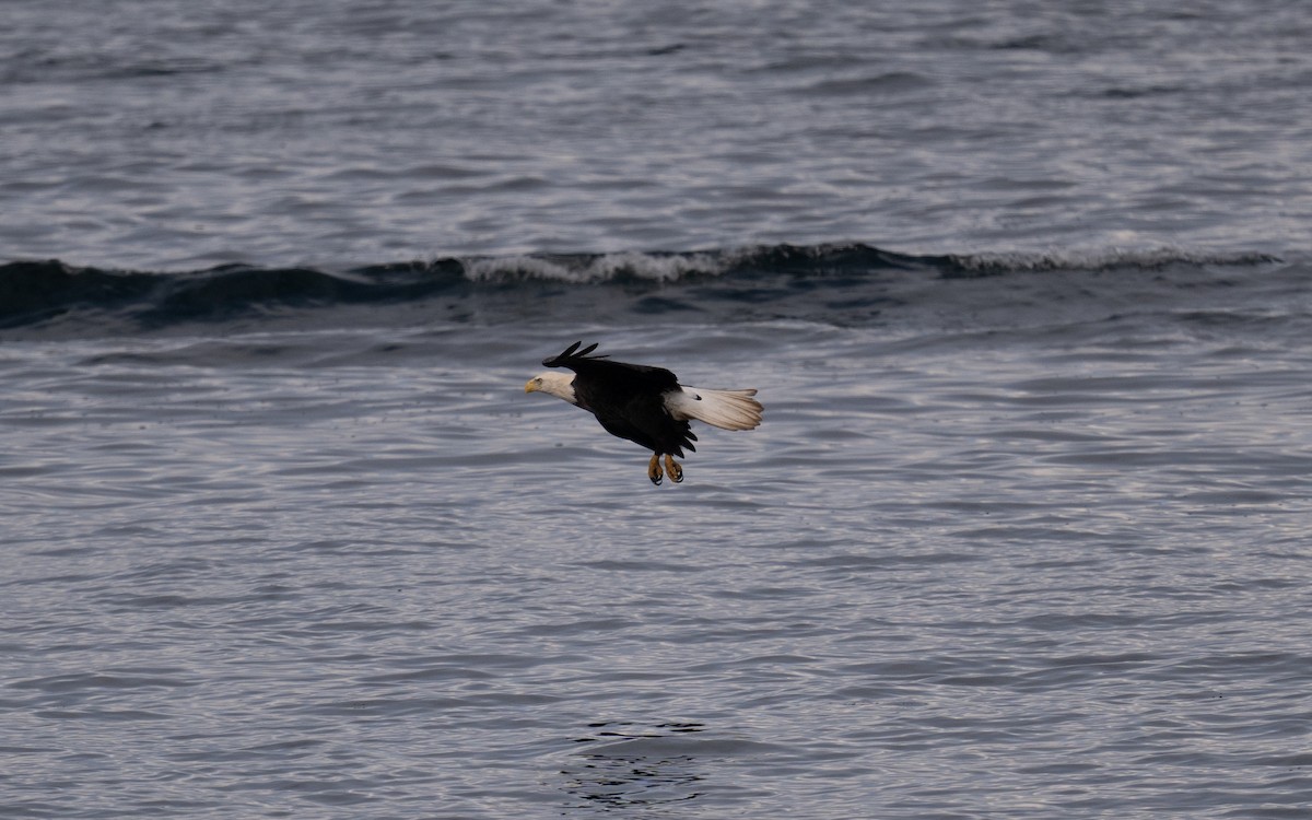 ハクトウワシ - ML645056553