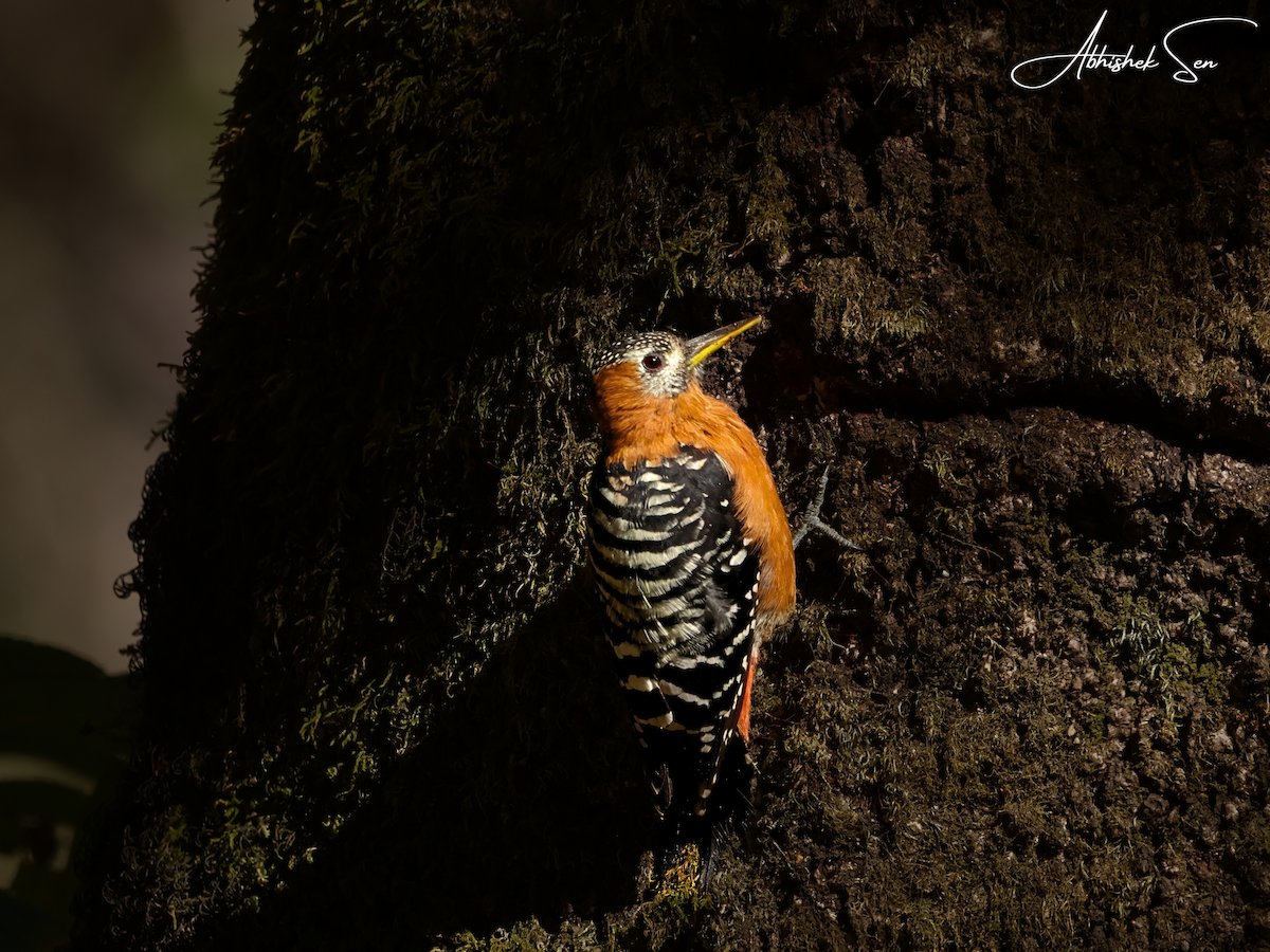 チャバラアカゲラ - ML645056557