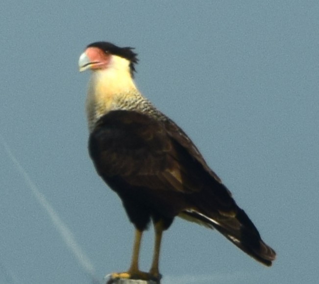 ミナミカラカラ - ML645056567