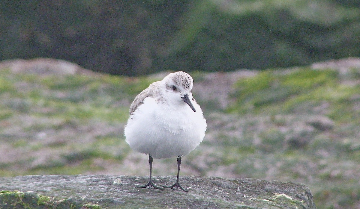 ミユビシギ - ML645056568