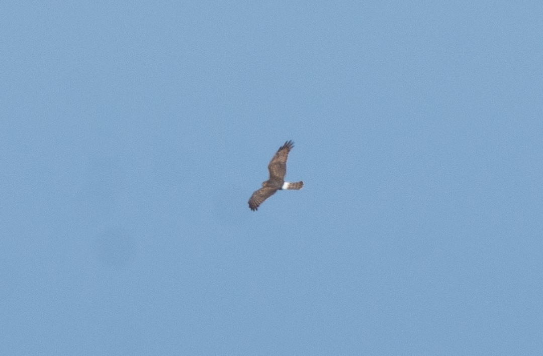 ハイイロチュウヒ - ML645056570