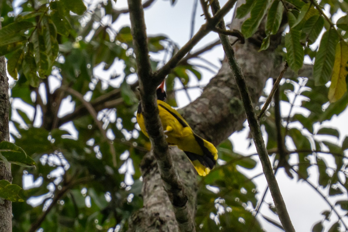 ハグロコウライウグイス - ML645056571