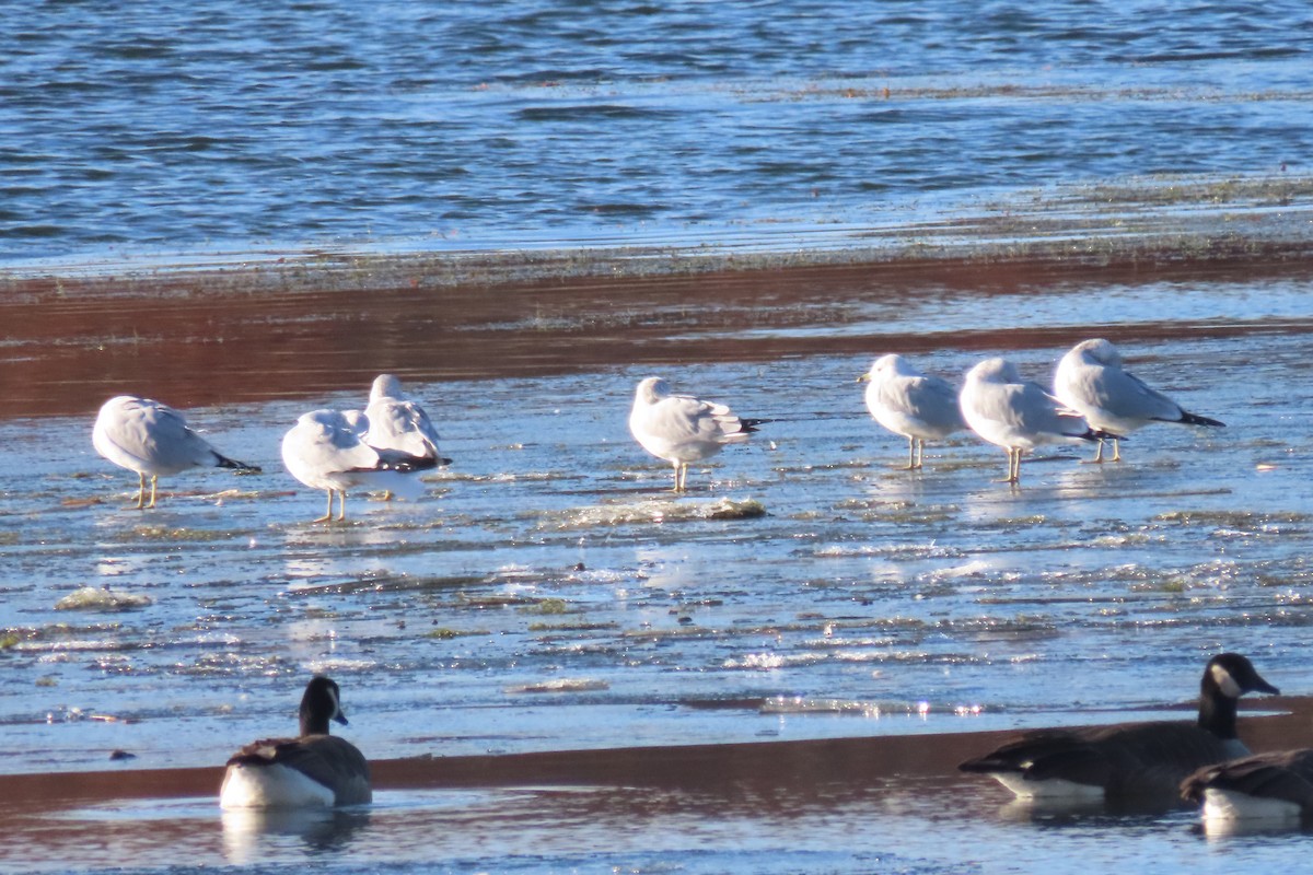 クロワカモメ - ML645056572