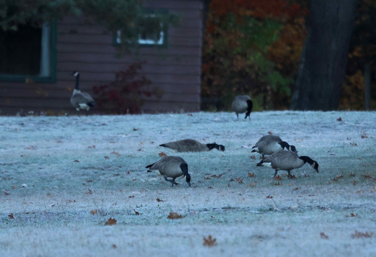 カナダガン - ML645056573