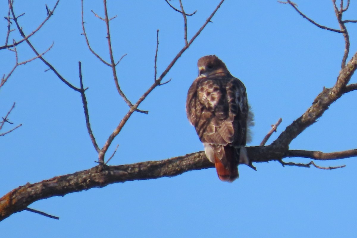 アカオノスリ - ML645056576