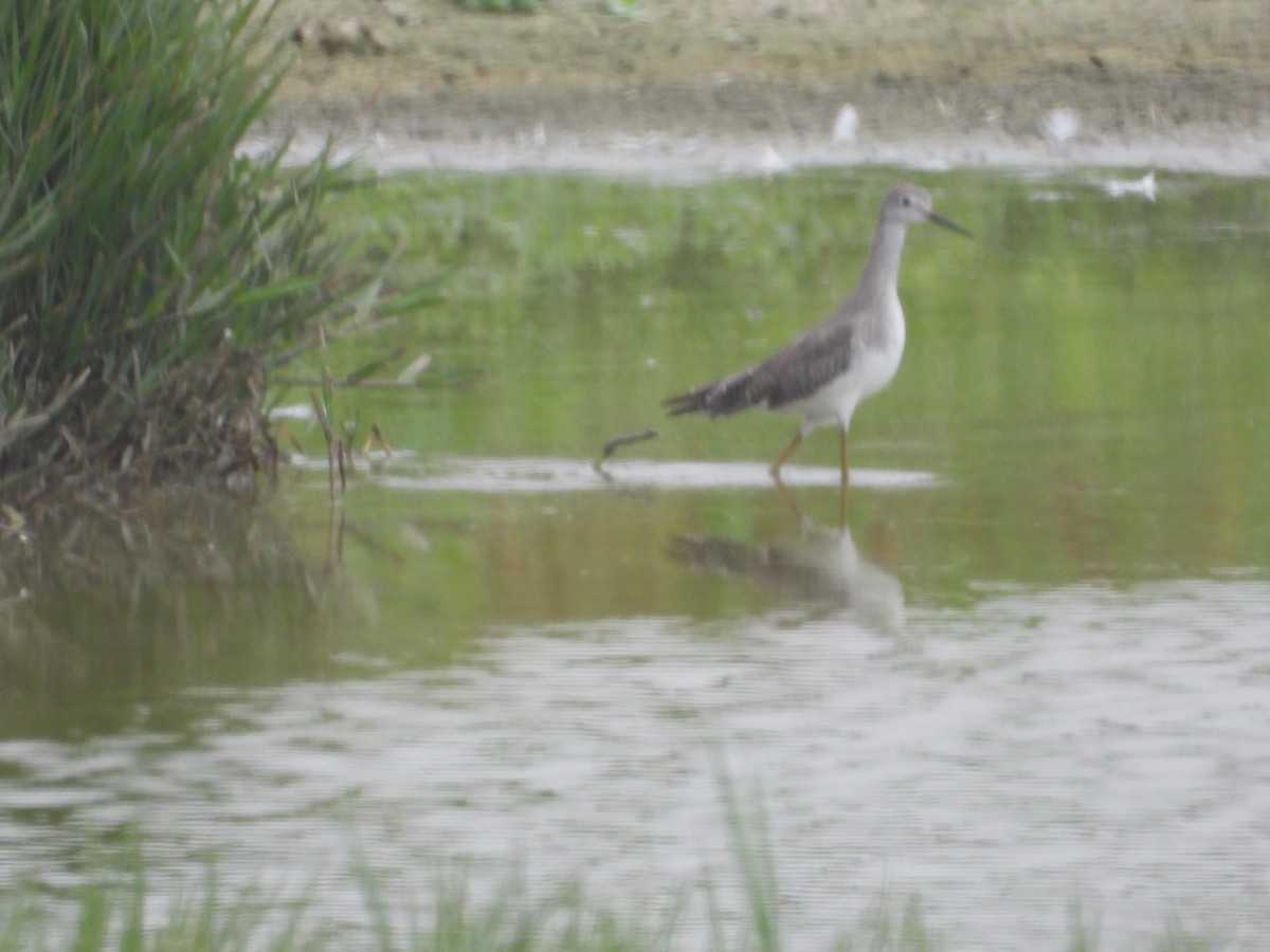 オオキアシシギ - ML645056581