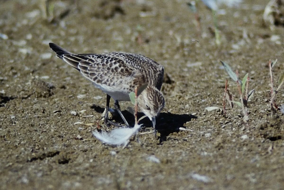 ヒメウズラシギ - ML645056583