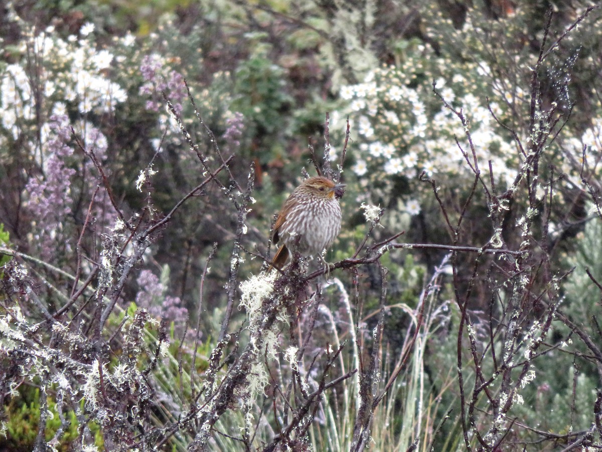 タテジマカマドドリ - ML645056584