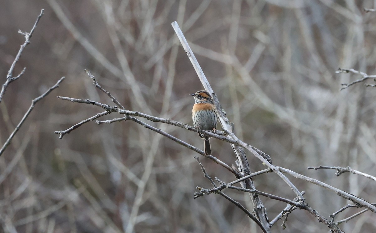 アカチャイワヒバリ - ML645056585