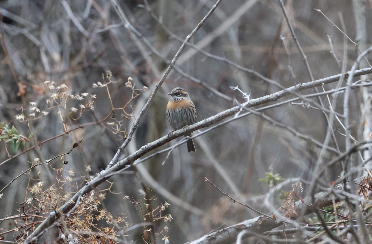 アカチャイワヒバリ - ML645056586