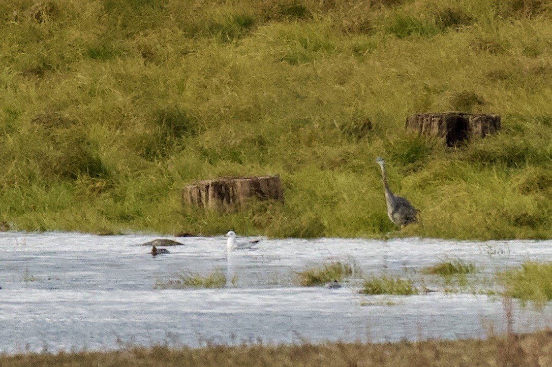 オオアオサギ - ML645056587