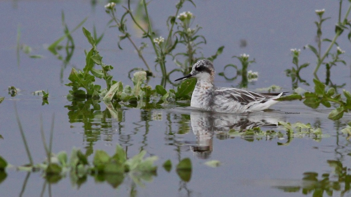 Red-necked Phalarope - ML645056588