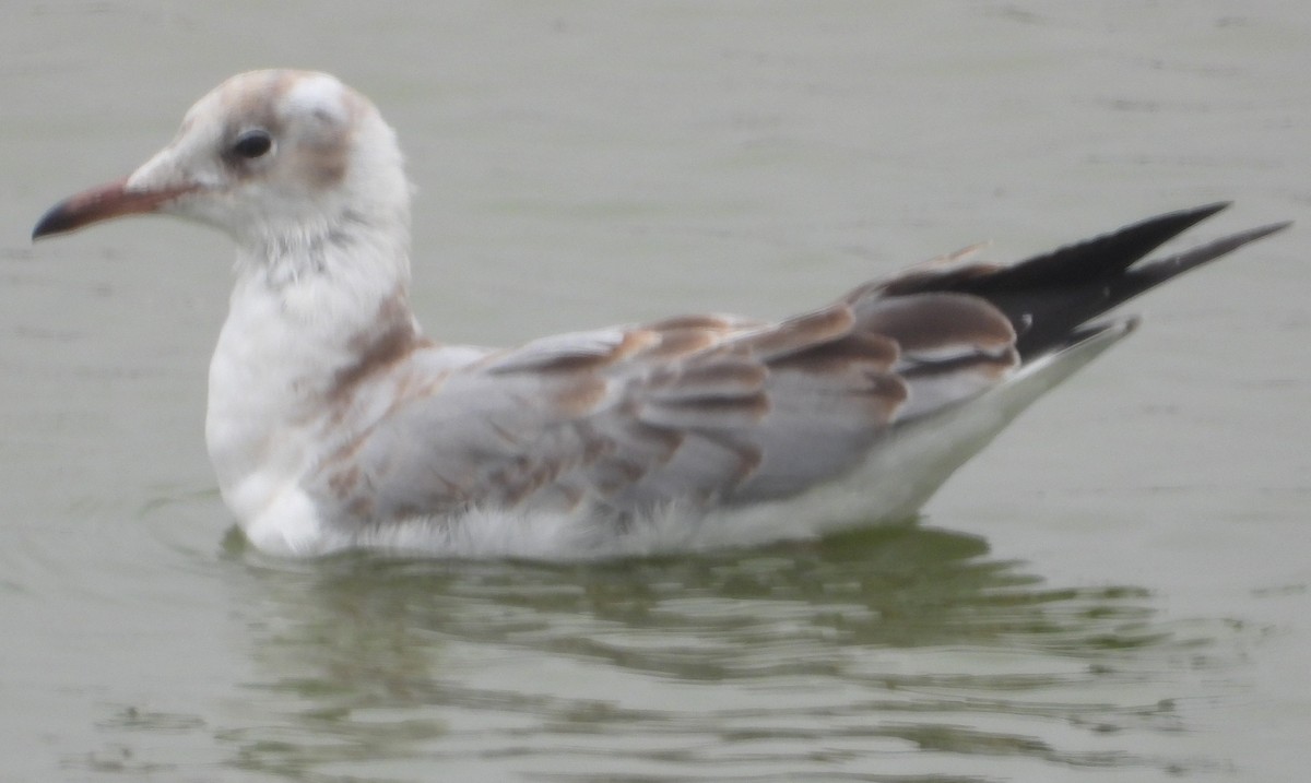 Antxeta burugrisa - ML645056597