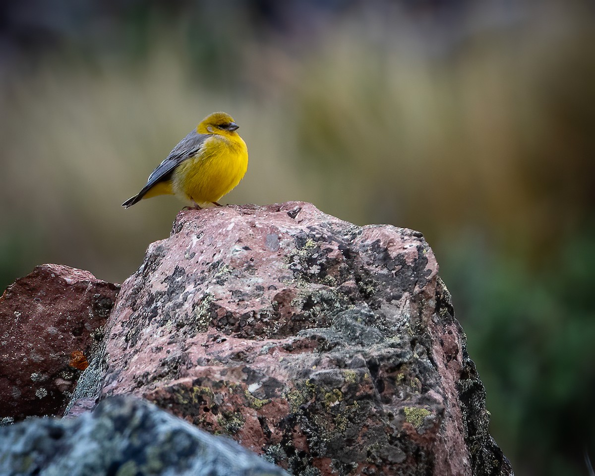 キゴシキンノジコ - ML645056598