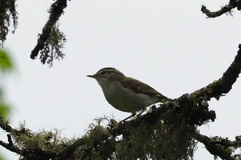 Greenish Warbler - ML64505661