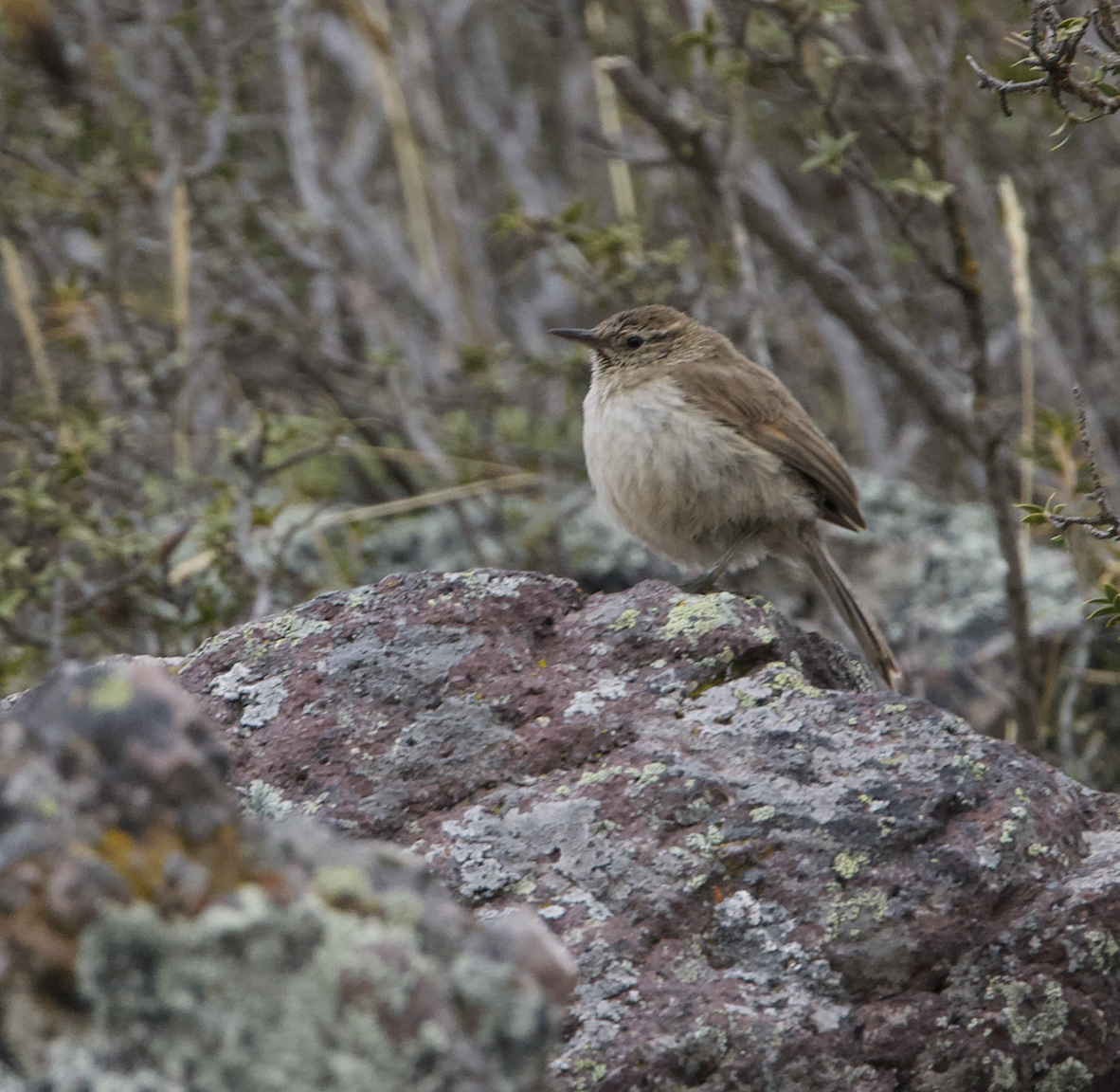 Synallaxe terrestre - ML645056617